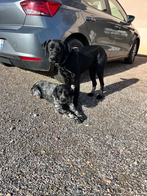 chienne lost    Porte des Pierres Dorées Toscane / vamos